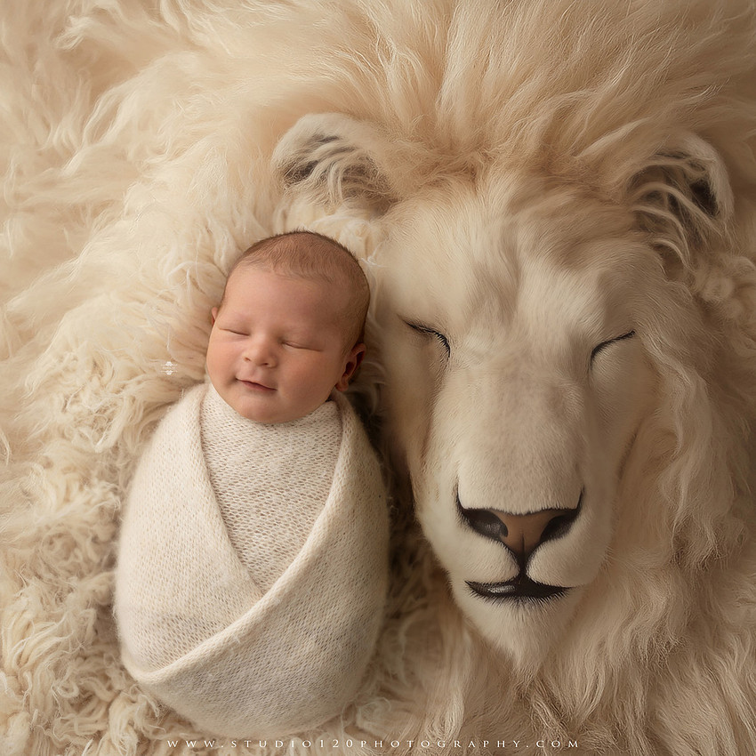 Custom newborn photography session in Ramona, California featuring a baby posed in cozy neutral tones with safari-inspired scenes, teddy bears, and a playful business suit setup, created using studio styling and digital backdrops by a San Diego newborn photographer.